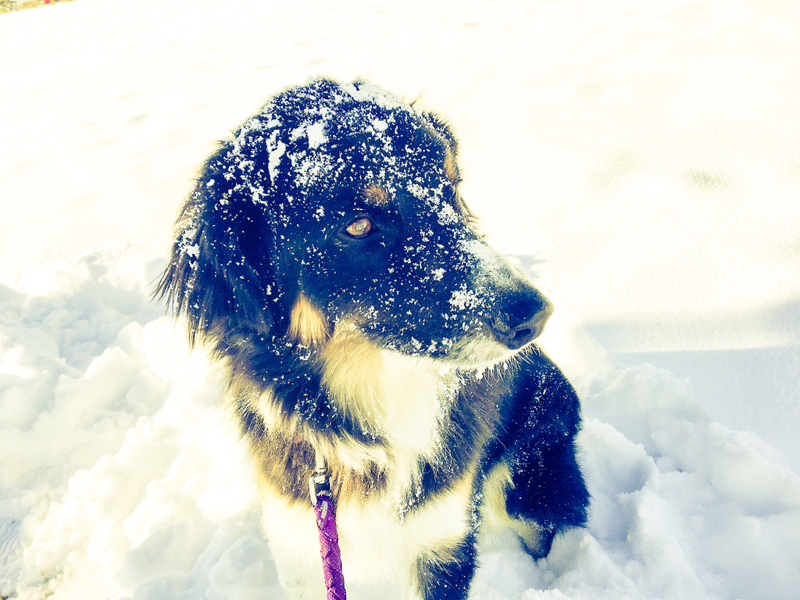 Illustration for article titled My dog has started having frequent seizures